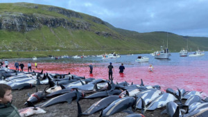 Delfinjagd auf den Färöer Inseln sorgt für Entsetzen © Sea Shepherd