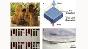 Das Doppelschicht-Material könnte Kühlung ohne Energieaufwand ermöglichen © Zhengmao Lu und Ningxin Chen