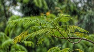 Regen, Wald, Natur